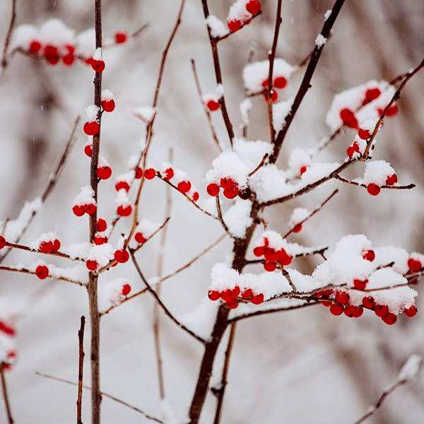 Advent3stock up free stock photo red berries snow snapwire snaps600
