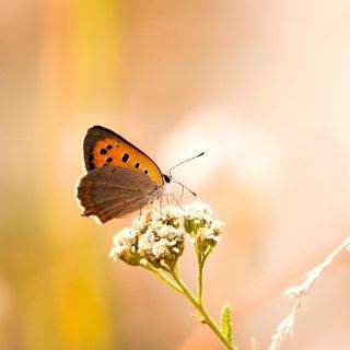 butterflywebsite