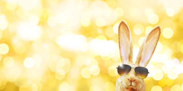 Easter Trivia Easter Bunny in Sunglasses