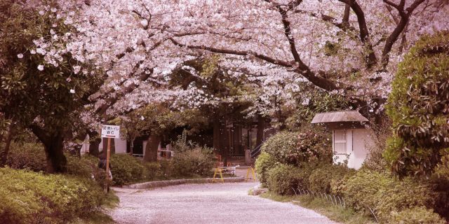 Street with Cherry Tree in Bloom