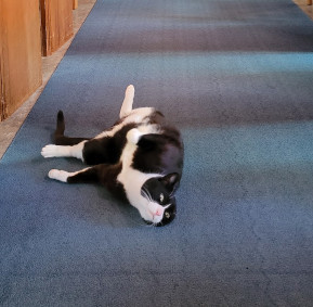 Boots The Church Cat Demonstrating a Stretch