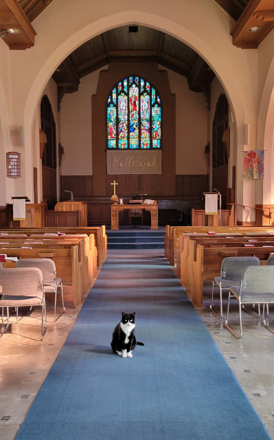 Boots the Church Cat