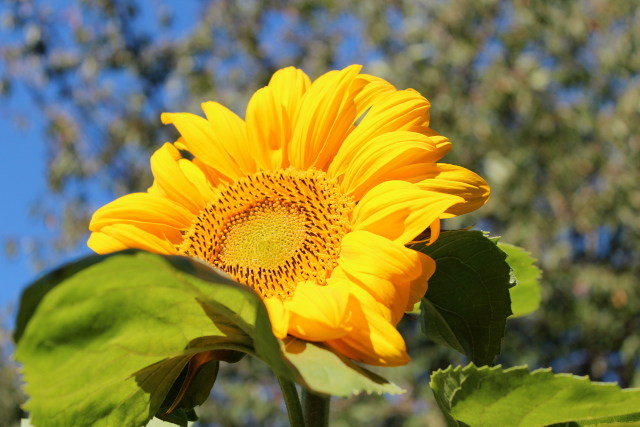 Fall Sunflower